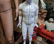 Anatomical Male Mannequin
