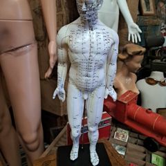Anatomical Male Mannequin