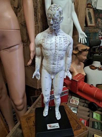 Anatomical Male Mannequin
