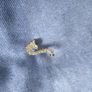 brooch Image 3