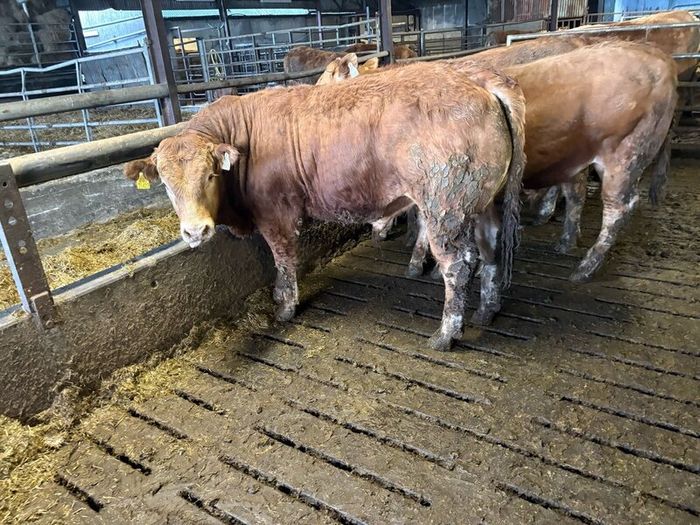 Pedigree Limousin 5 Bulls