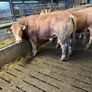 Pedigree Limousin 5 Bulls Image 5