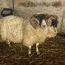 Ram Image 3