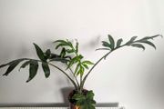 Alocasia Pink Passion Plant