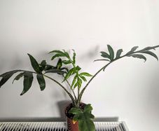 Alocasia Pink Passion Plant
