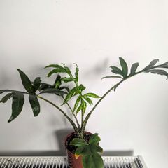 Alocasia Pink Passion Plant