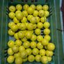 20 Titliest (Prov1) Golf Balls Image 2