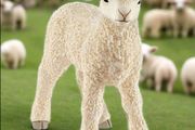 Schleich Lamb Animal Figure