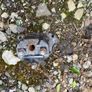 Lexus IS220D 2007 front bumper crash support brackets Image 6
