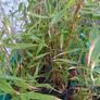 Clumping bamboo 1L pots Image 2