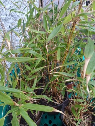 Clumping bamboo 1L pots