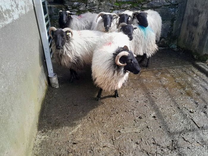 Cull Ewes