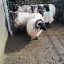 Cull Ewes Image 2