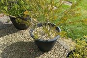 garden plants