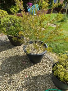 garden plants