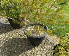 garden plants