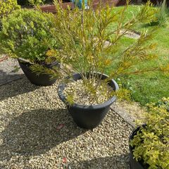 garden plants