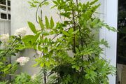 garden plants