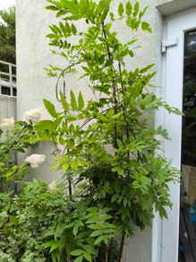 garden plants