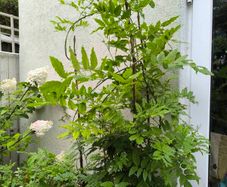garden plants