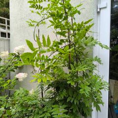 garden plants