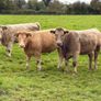 Organic cattle Image 2