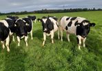 10 Pedigree Incalf British Friesian Heifers