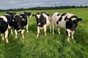 10 Pedigree Incalf British Friesian Heifers