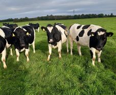 10 Pedigree Incalf British Friesian Heifers
