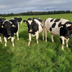 10 Pedigree Incalf British Friesian Heifers