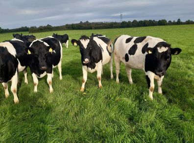 10 Pedigree Incalf British Friesian Heifers