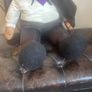 Rare Russ Fang Vintage Halloween Count Dracula Large Troll Image 5