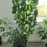 schefflera plant Image 10