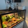 terrarium Image 2