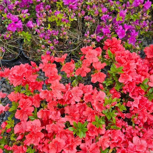 Azalea Evergreen Plants