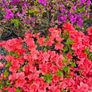 Azaleas, Evergreen Shrubs Image 9