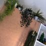 faux plants with pots Image 2
