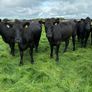 Angus heifers Image 10