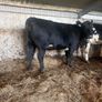 Angus 1st calf heifer Image 3