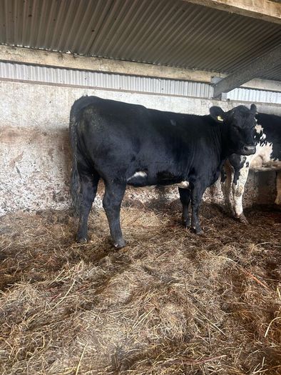 Angus 1st calf heifer