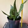 Snake Plant Image 4