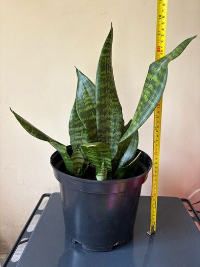 Snake Plant
