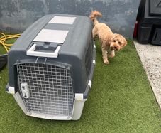 Dog carry case