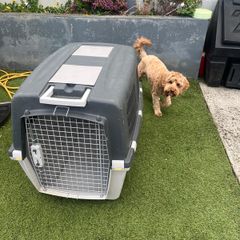 Dog carry case