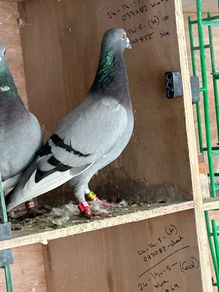 Racing pigeons