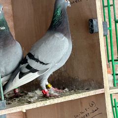 Racing pigeons