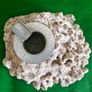 Vintage Fossilised Coral  Ashtray Image 2