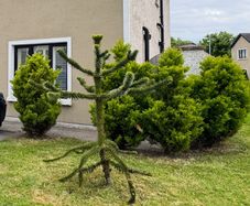 monkey puzzle tree