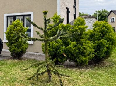monkey puzzle tree