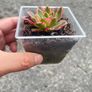 plant Image 2